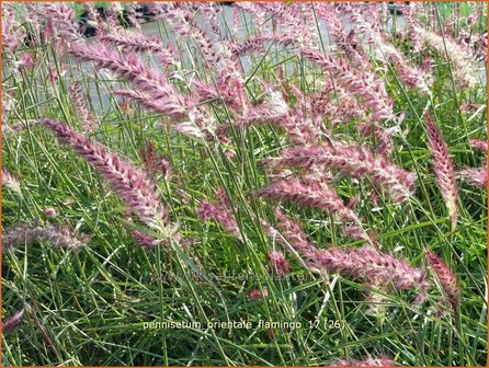 Pennisetum orientale &#039;Flamingo&#039; | Lampenpoetsersgras, Borstelveergras | Orientalisches Lampenputzergras