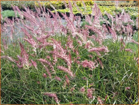 Pennisetum orientale &#039;Flamingo&#039; | Lampenpoetsersgras, Borstelveergras | Orientalisches Lampenputzergras