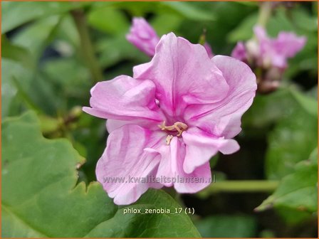 Phlox &#039;Zenobia&#039; | Hoge vlambloem, Vlambloem, Flox, Floks | Hohe Flammenblume