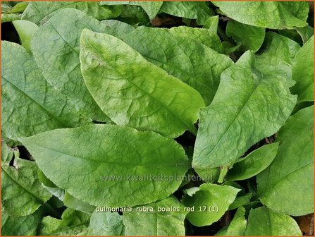 Pulmonaria rubra &#039;Bowles Red&#039; | Longkruid | Karpaten-Lungenkraut