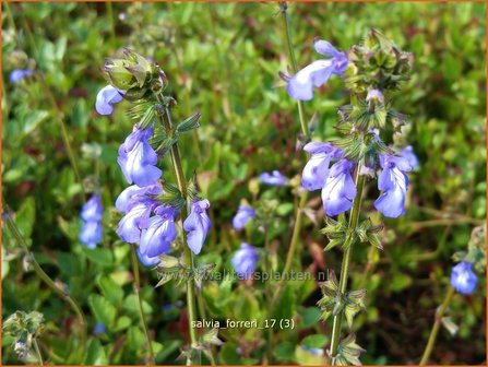 Salvia forreri | Salie, Salvia | Salbei