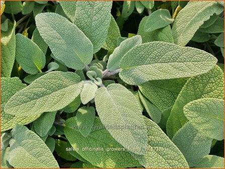 Salvia officinalis &#039;Grower&#039;s Friend&#039; | Echte salie, Keukensalie, Salie, Salvia | Echter Salbei