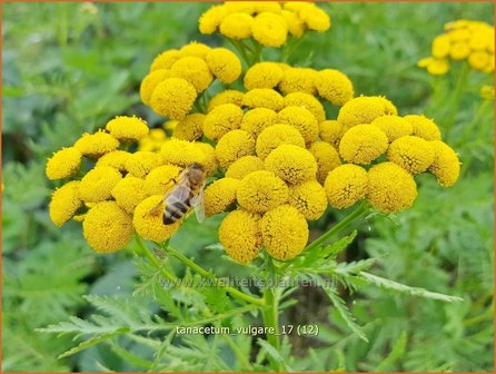 Tanacetum vulgare | Boerenwormkruid, Wormkruid | Gew&ouml;hnlicher Rainfarn