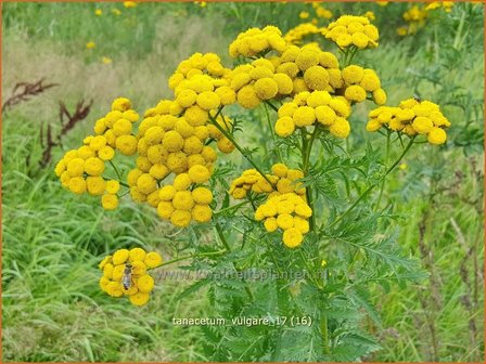 Tanacetum vulgare | Boerenwormkruid, Wormkruid | Gew&ouml;hnlicher Rainfarn