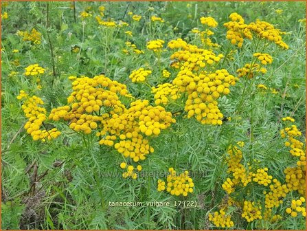 Tanacetum vulgare | Boerenwormkruid, Wormkruid | Gew&ouml;hnlicher Rainfarn