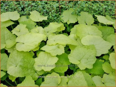 Tolmiea menziesii &#039;Cool Gold&#039; | Kindje-op-moeders-schoot | Henne mit K&uuml;ken