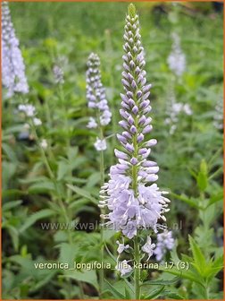 Veronica longifolia &#039;Lila Karina&#039; | Lange ereprijs, Ereprijs | Langbl&auml;ttriger Ehrenpreis