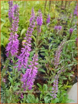 Veronica longifolia &#039;Sonja&#039; | Lange ereprijs, Ereprijs | Langbl&auml;ttriger Ehrenpreis