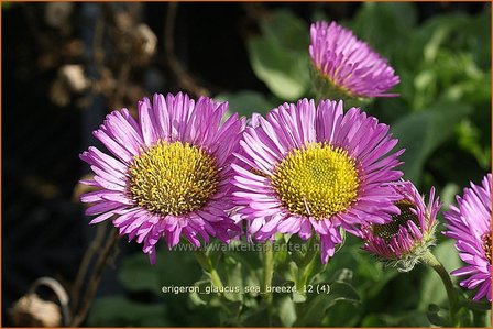 Erigeron glaucus &#039;Sea Breeze&#039; | Fijnstraal | Strand-Berufkraut