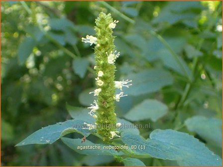 Agastache nepetoides | Dropplant, Anijsnetel | Katzenminze&auml;hnliche Duftnessel