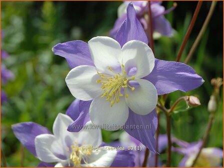 Aquilegia caerulea | Akelei | Langspornige Akelei