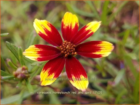 Coreopsis &#039;Honeybunch Red and Gold&#039; | Meisjesogen | Quirlbl&auml;ttriges M&auml;dchenauge