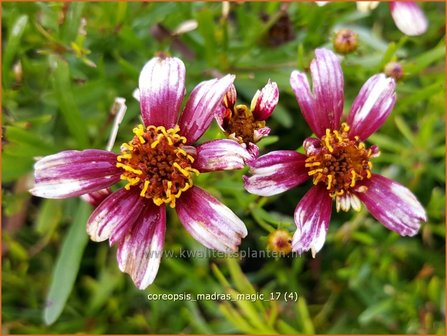 Coreopsis &#039;Madras Magic&#039; | Meisjesogen | M&auml;dchenauge