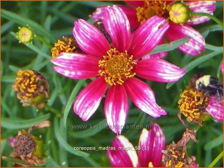 Coreopsis &#039;Madras Magic&#039; | Meisjesogen | M&auml;dchenauge