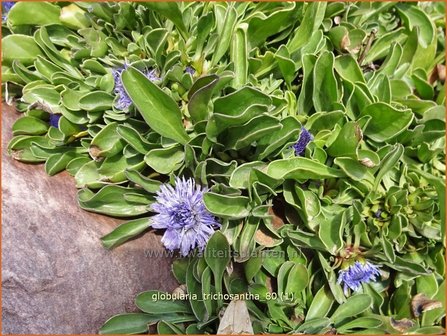 Globularia trichosantha | Kogelbloem | Behaarte Kugelblume