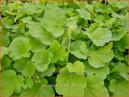 Heuchera &#039;Blondie in Lime&#039; | Purperklokje | Purpurgl&ouml;ckchen