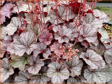 Heuchera &#039;Northern Exposure Silver&#039; | Purperklokje | Purpurgl&ouml;ckchen