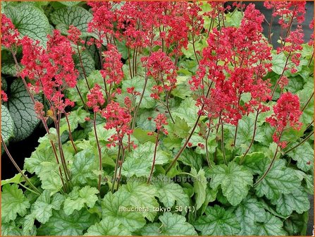 Heuchera &#039;Tokyo&#039; | Purperklokje | Purpurgl&ouml;ckchen