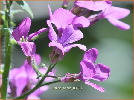 Lunaria annua | Judaspenning | Einj&auml;hriges Silberblatt