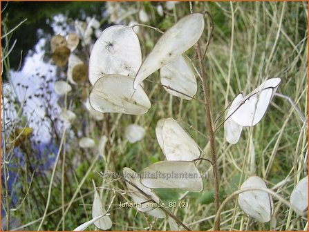 Lunaria annua | Judaspenning | Einj&auml;hriges Silberblatt