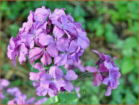 Lunaria annua | Judaspenning | Einj&auml;hriges Silberblatt