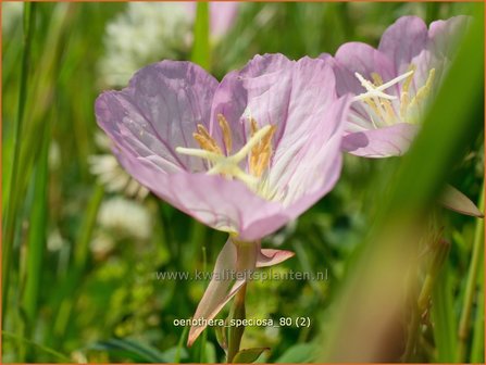 Oenothera speciosa | Teunisbloem | Pr&auml;chtige Nachtkerze