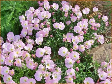 Oenothera speciosa | Teunisbloem | Pr&auml;chtige Nachtkerze