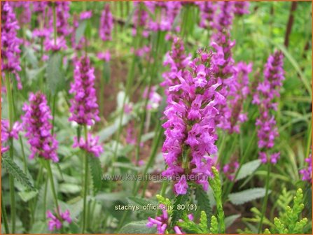 Stachys officinalis | Betonie, Koortskruid, Andoorn | Echter Ziest