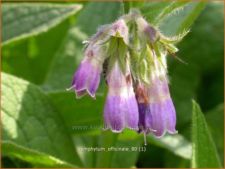 Symphytum officinale | Smeerwortel | Gew&ouml;hnlicher Beinwell