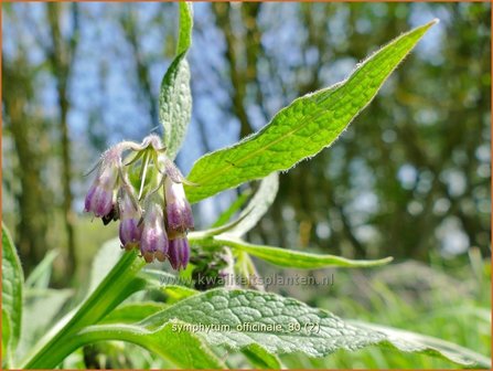 Symphytum officinale | Smeerwortel | Gew&ouml;hnlicher Beinwell