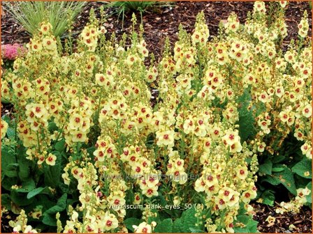 Verbascum &#039;Dark Eyes&#039; | Toorts | K&ouml;nigskerze