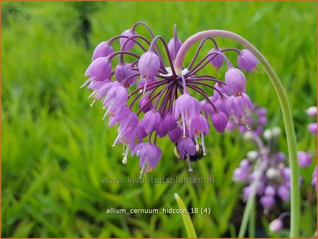 Allium cernuum &#039;Hidcote&#039; | Amerikaanse look, Sierui, Look | Nickender Lauch