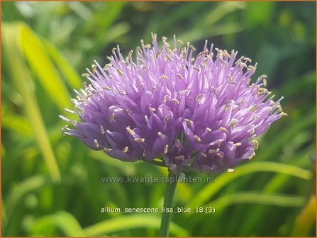 Allium senescens &#039;Lisa Blue&#039; | Sierui, Look | Berg-Lauch