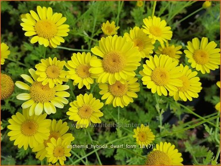 Anthemis hybrida &#039;Dwarf Form&#039; | Gele kamille, Verfkamille, Kamille | F&auml;rberkamille