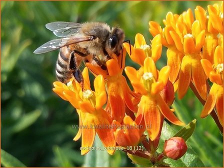 Asclepias tuberosa | Knolzijdeplant, Zijdeplant | Knollige Seidenpflanze