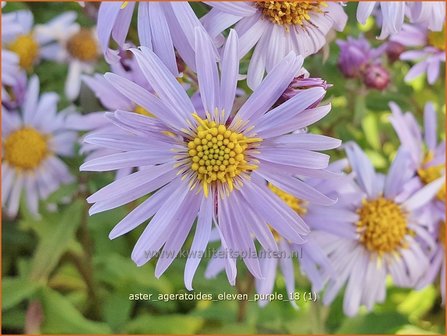 Aster ageratoides &#039;Eleven Purple&#039; | Aster | Ageratum-&auml;hnliche Aster