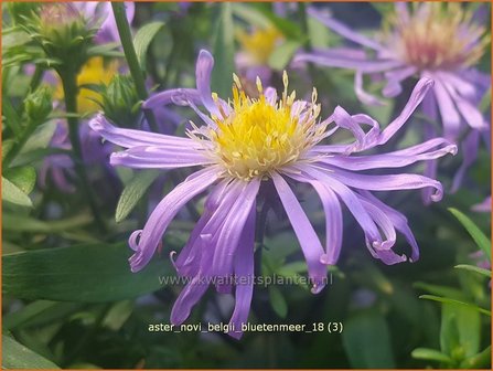 Aster novi-belgii &#039;Bl&uuml;tenmeer&#039; | Nieuw-Nederlandse aster, Herfstaster, Aster | Glattblatt-Aster