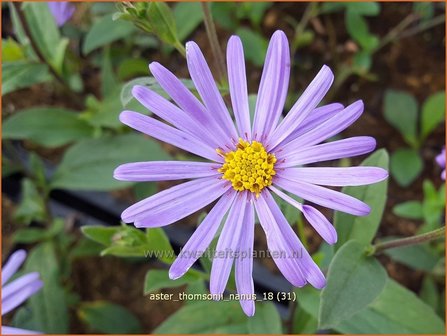 Aster thomsonii &#039;Nanus&#039; | Aster | Thomsons Aster