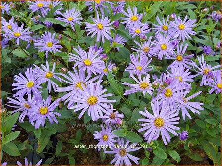 Aster thomsonii &#039;Nanus&#039; | Aster | Thomsons Aster