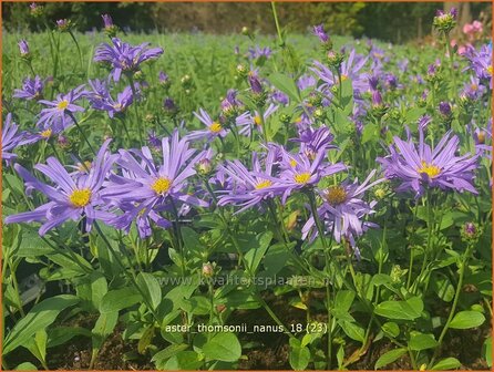 Aster thomsonii &#039;Nanus&#039; | Aster | Thomsons Aster