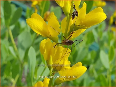 Baptisia sphaerocarpa | Valse indigo, Indigolupine | Kleinere F&auml;rberh&uuml;lse