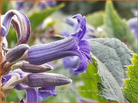 Clematis heracleifolia &#039;New Love&#039; | Bosrank, Clematis | Breitbl&auml;ttrige Waldrebe