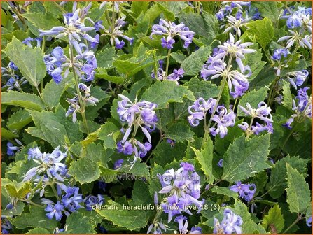 Clematis heracleifolia &#039;New Love&#039; | Bosrank, Clematis | Breitbl&auml;ttrige Waldrebe