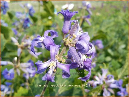 Clematis heracleifolia &#039;New Love&#039; | Bosrank, Clematis | Breitbl&auml;ttrige Waldrebe