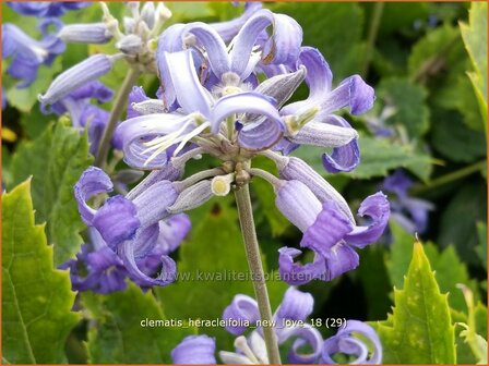 Clematis heracleifolia &#039;New Love&#039; | Bosrank, Clematis | Breitbl&auml;ttrige Waldrebe