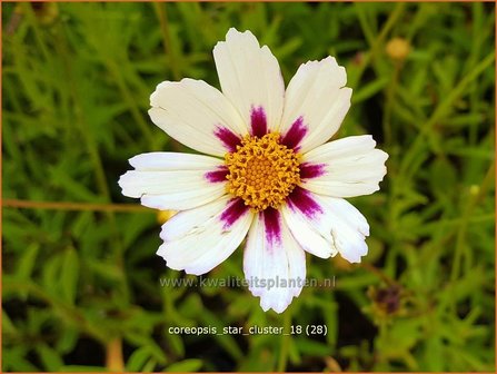 Coreopsis &#039;Star Cluster&#039; | Meisjesogen | M&auml;dchenauge