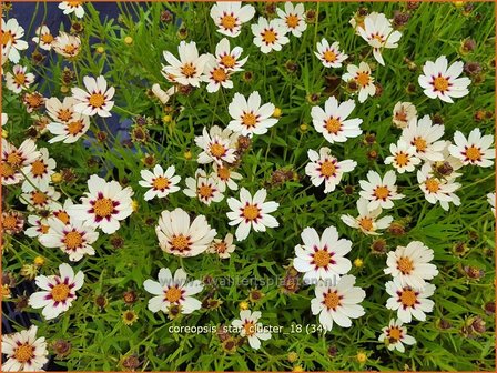 Coreopsis &#039;Star Cluster&#039; | Meisjesogen | M&auml;dchenauge