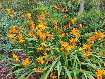 Crocosmia &#039;Star of the East&#039; | Montbretia | Montbretie