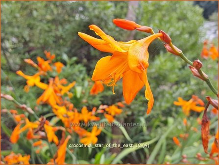 Crocosmia &#039;Star of the East&#039; | Montbretia | Montbretie