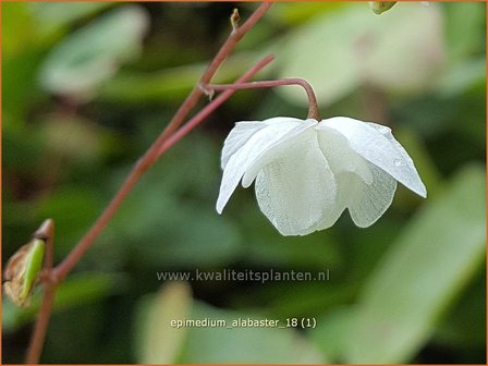 Epimedium &#039;Alabaster&#039; | Elfenbloem | Elfenblume